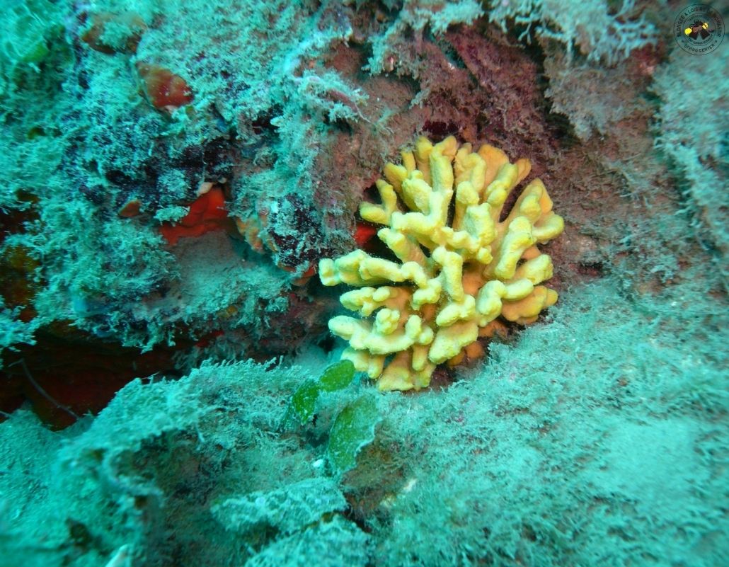 Centre de Plongée Marina Monastir